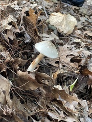 Amanita submaculata