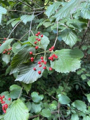 Viburnum dilatatum