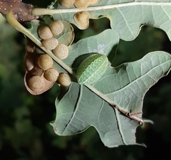 Apoda limacodes