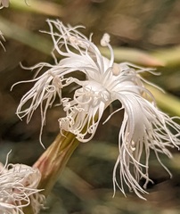 Dianthus crinitus