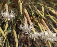 Dianthus crinitus