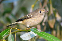 Hutton's Vireo photo 2