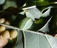 Apoda limacodes