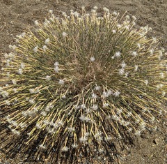 Dianthus crinitus
