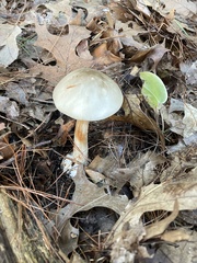 Amanita submaculata