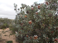 Protea laurifolia