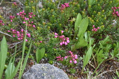 Phyllodoce empetriformis