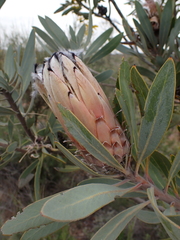 Protea laurifolia