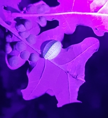 Apoda limacodes