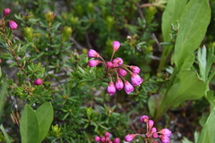 Phyllodoce empetriformis