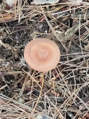 Laccaria bicolor