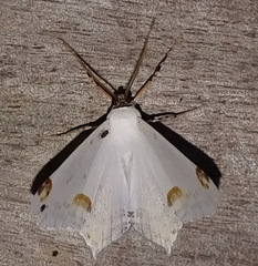 Sericoptera