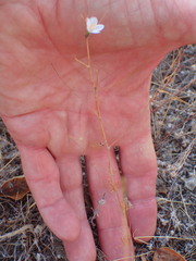 Leptosiphon liniflorus