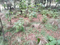 Roldana angulifolia