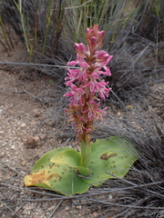 Satyrium erectum