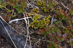 Diphasiastrum sitchense