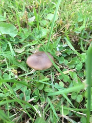 Entoloma sericeum