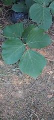 Pueraria montana
