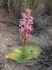 Satyrium erectum