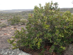 Hyaenanche globosa