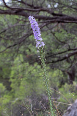 Campanula pyramidalis