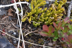 Diphasiastrum sitchense