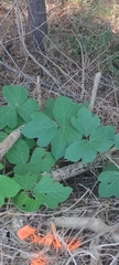 Pueraria montana