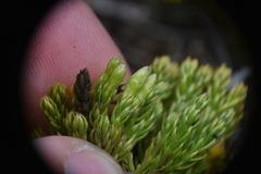 Diphasiastrum sitchense