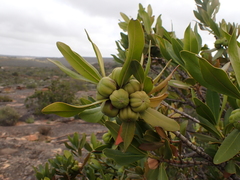 Hyaenanche globosa