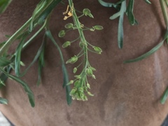 Lepidium ruderale