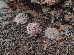 Conophytum minusculum