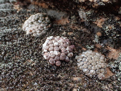 Conophytum minusculum