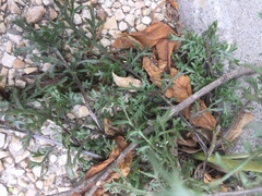 Lepidium ruderale