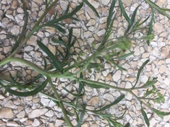 Lepidium ruderale