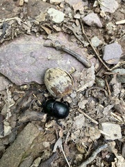 Geotrupes balyi