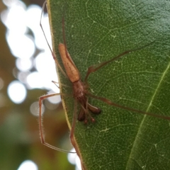 Tetragnatha laboriosa
