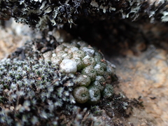 Conophytum minusculum