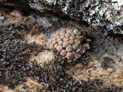 Conophytum minusculum