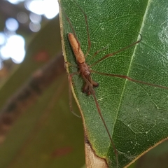 Tetragnatha laboriosa