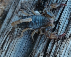Uroctonus mordax