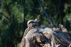 Ammospermophilus leucurus