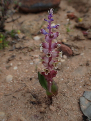 Lachenalia membranacea