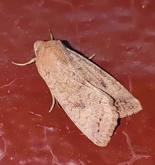 Sunira circellaris