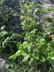 Rhamphospermum nigrum