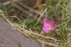 Oenothera rosea