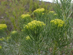 Hymenolepis crithmifolia