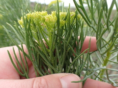 Hymenolepis crithmifolia