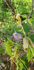 Symphyotrichum anomalum