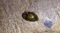 Tropisternus collaris