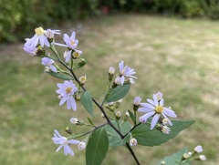 Symphyotrichum laeve